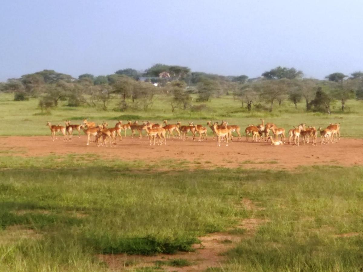 Seronera Wildlife Lodge セレンゲティ エクステリア 写真